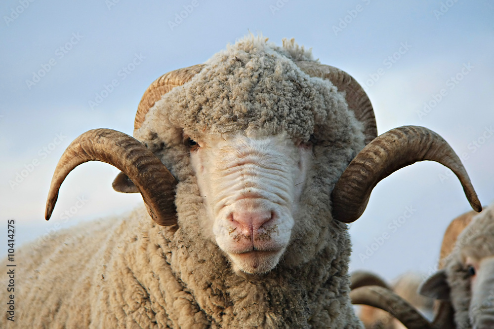 Fototapeta premium Cloe-up sheep. Sheep looking at the camera