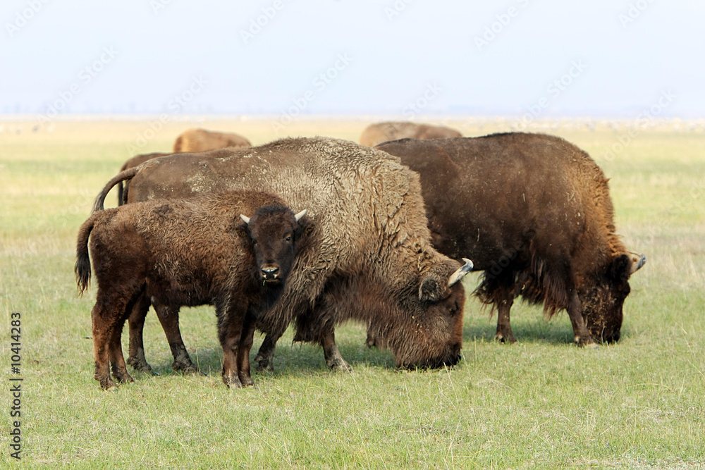 Group of wild buffalos. Askania-Nova. Ukraine