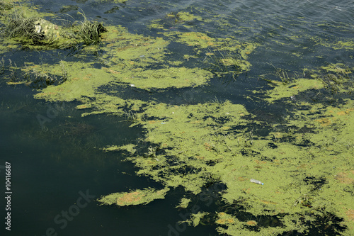 an environmental image of dirty water in nature