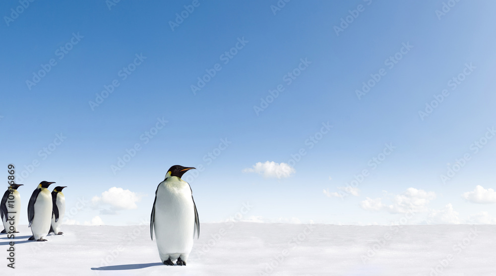 Naklejka premium Kaiser Pinguine