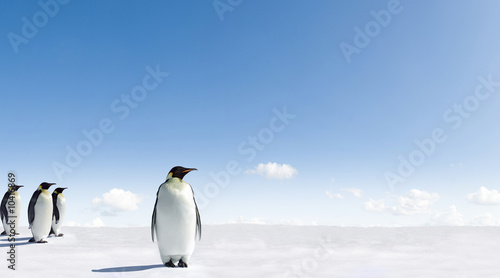 Kaiser Pinguine
