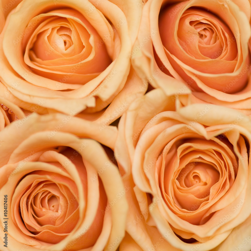 Rose Rose