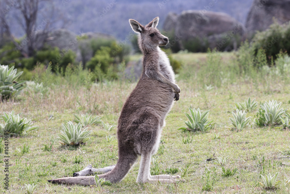 Australian Grey Kangaroo, Tidbinbilla Nature Reserve Australian Grey Kangaroo, Tidbinbilla Nature Reserve