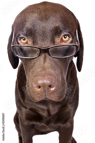 Sprytnie wyglądający pies patrząc przez okulary