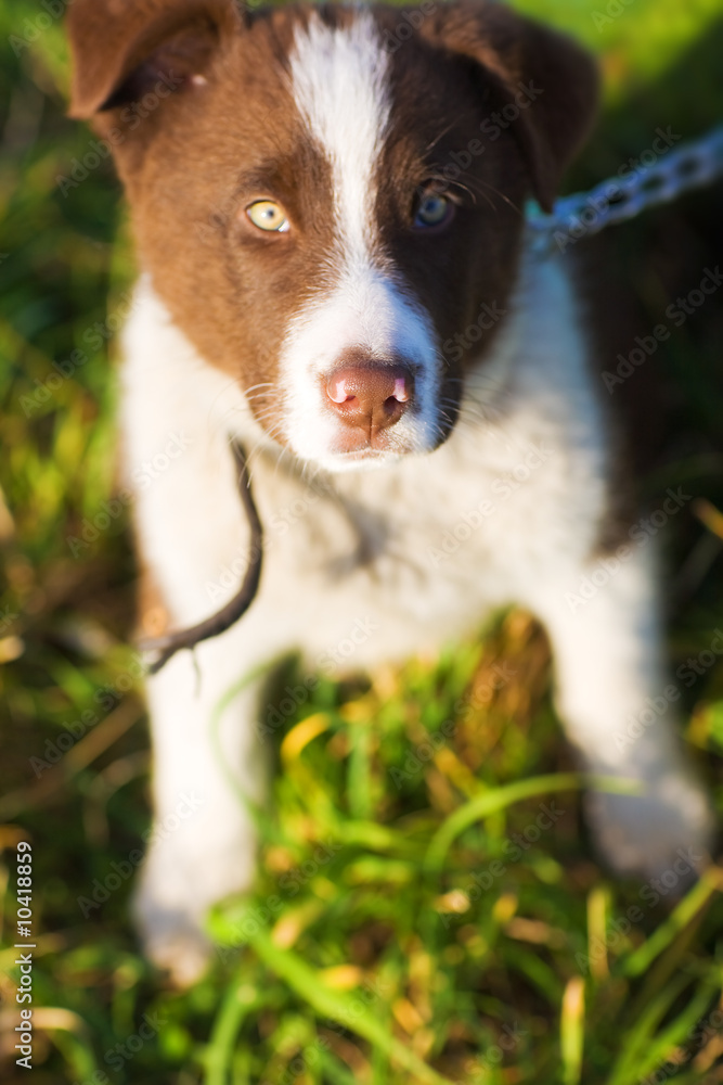 Nice puppy. Shallow dof. Focus on nose. Nice puppy. Shallow dof. Focus on nose.
