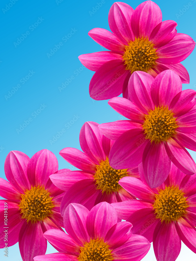 Flowers with violet petals Flowers with violet petals
