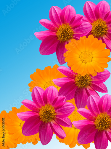 Flowers with yellow and violet petals