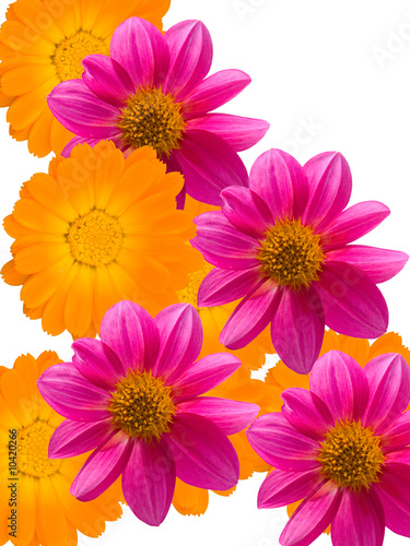 Flowers with violet and yellow petals