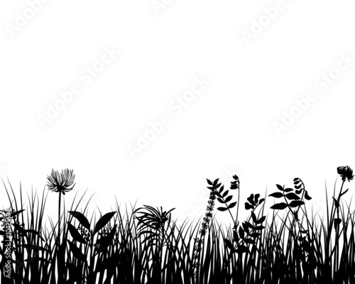 grass
