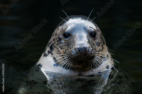 cute seal sticking up its head over the water