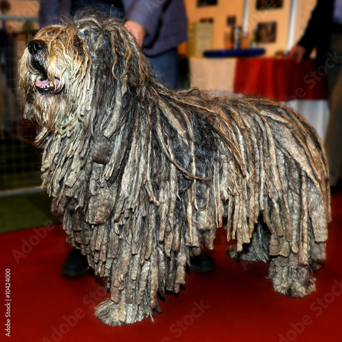 Pedigree Bergamasco (Bergamese Shepherd)  sheep dog