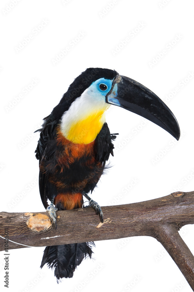 beautiful colorful toucan on the branch on white beautiful colorful toucan on the branch on white