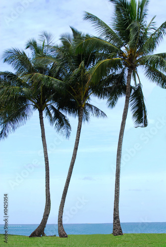 palm trees on the island of Kauai Hawaii