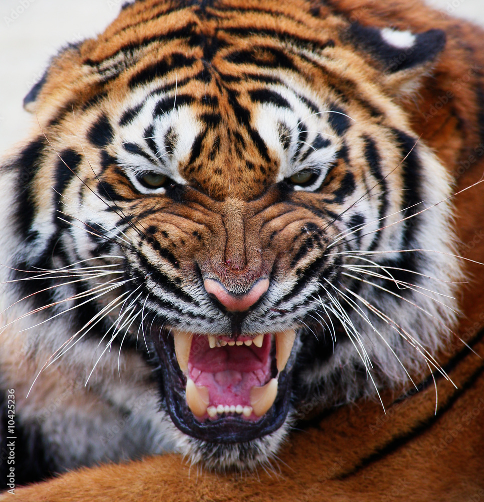 Fototapeta premium close up tiger's face bare teeth Tiger Panthera tigris altaica