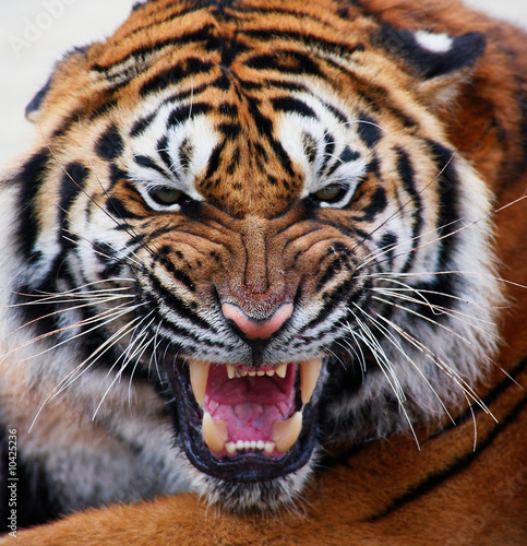 close up tiger's face bare teeth Tiger Panthera tigris altaica