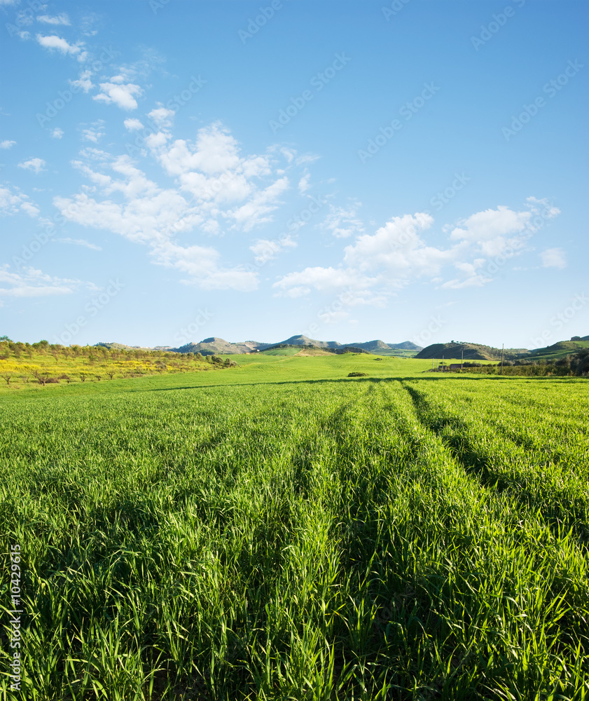 land covered by green grass