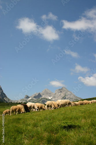 Mountain Komovi