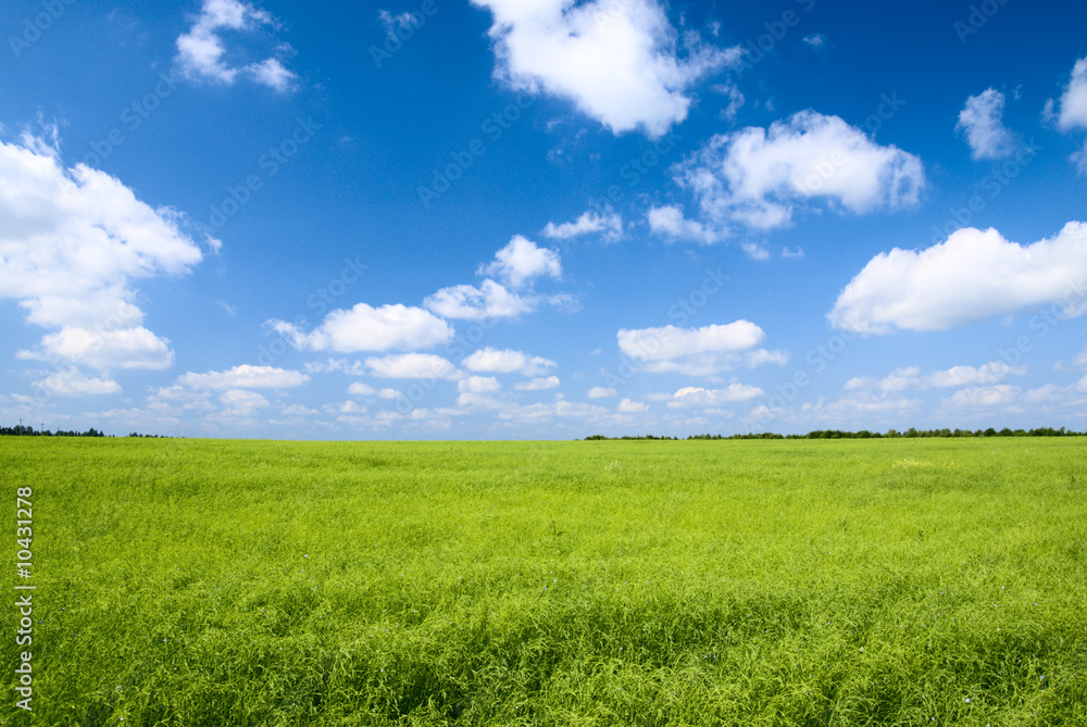 field of flax and blue sky