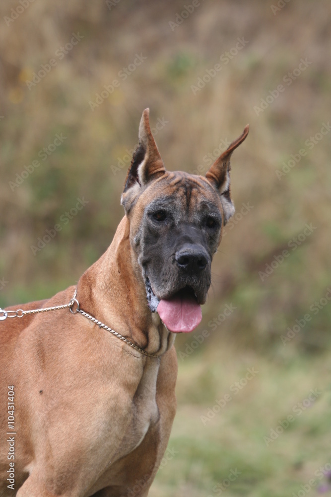 portrait du dogue allemand tirant la langue portrait du dogue allemand tirant la langue