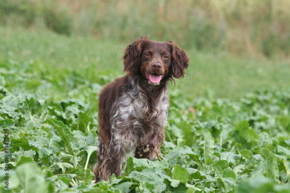 epagneul breton au regard attendrissant dans un champ