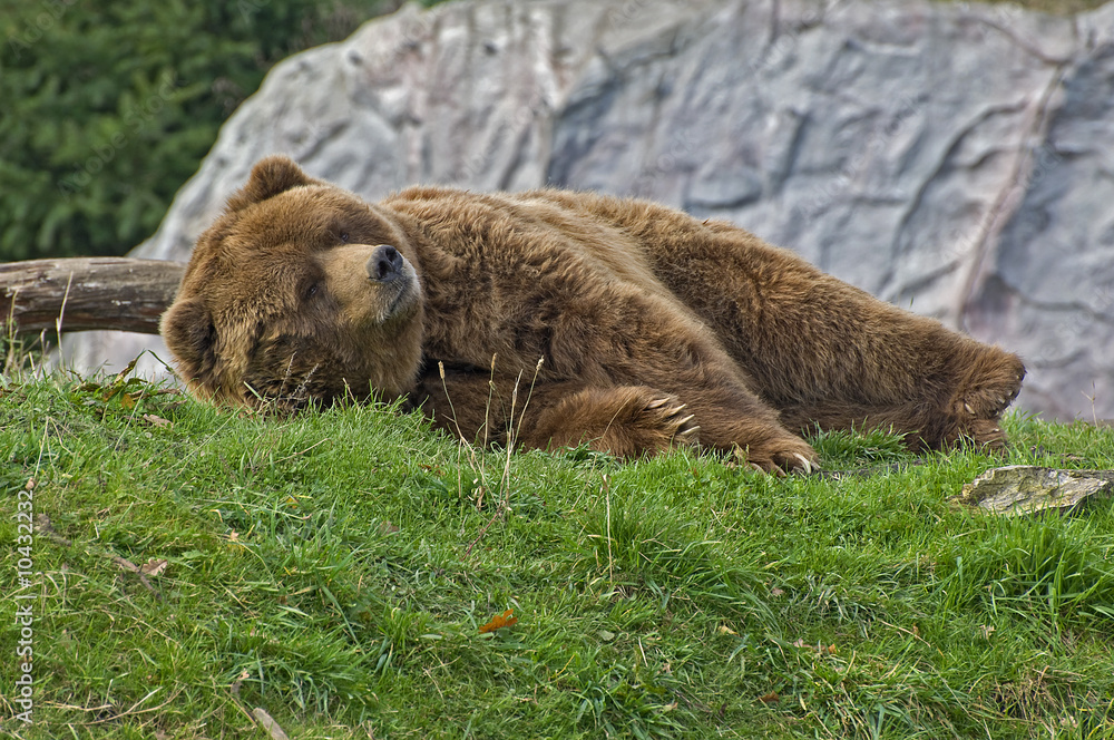 Obraz premium Braunbär