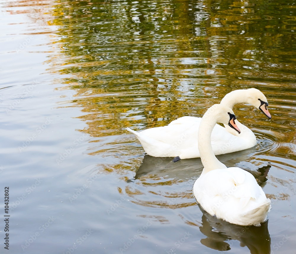 Fototapeta premium Two swan on water for your design