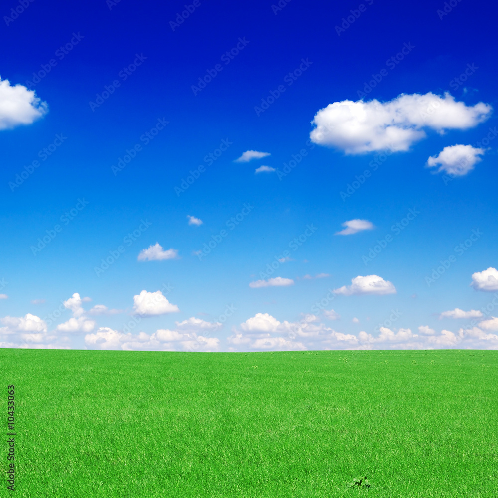 Fototapeta premium meadow covered by a grass and a flowers