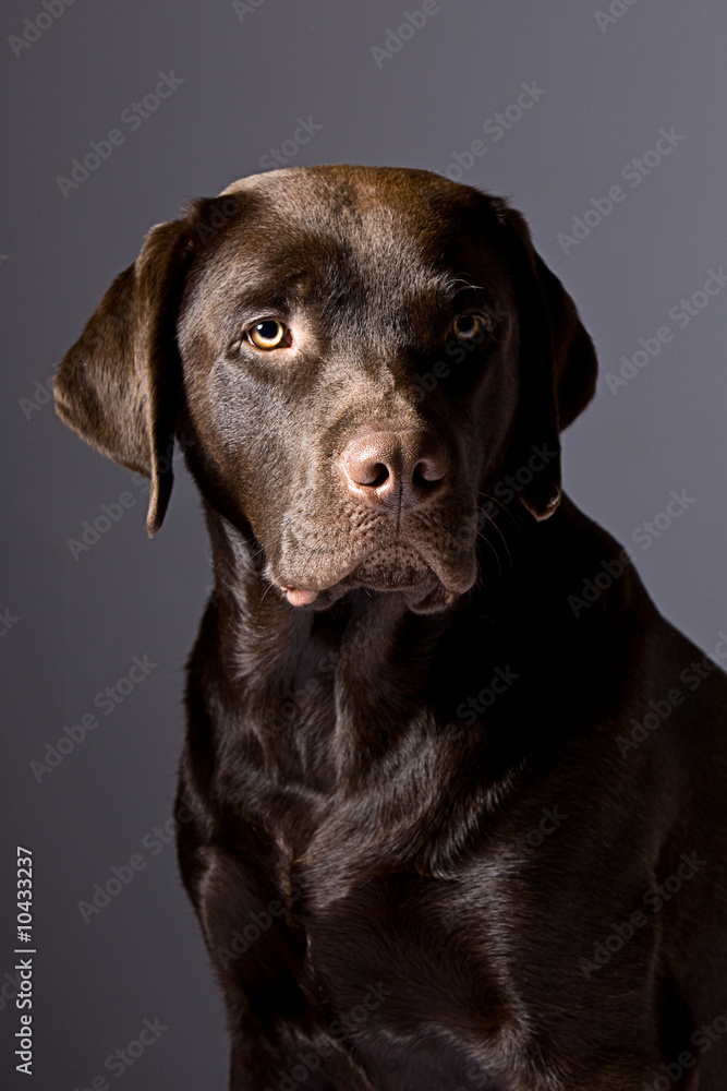 Striking Chocolate Labrador against Grey Background