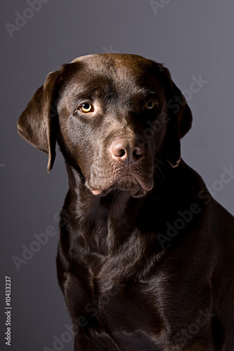 Striking Chocolate Labrador against Grey Background © JPRFphotos