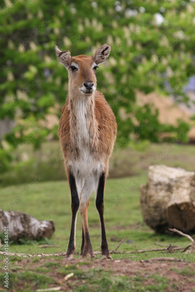 kague flats lechwe kague flats lechwe