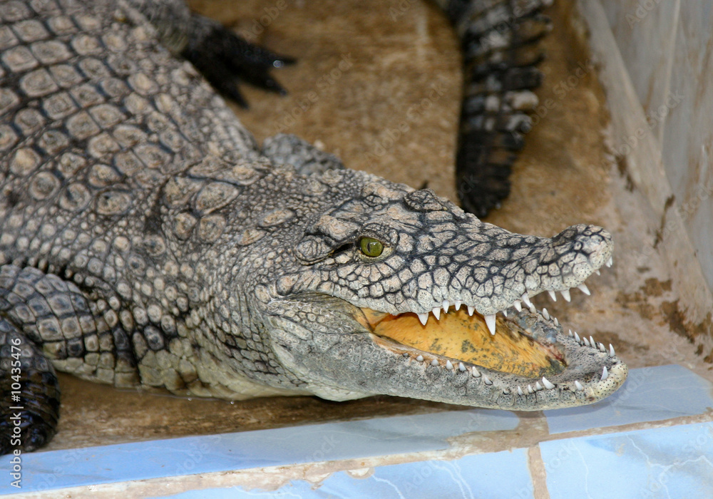 Fototapeta premium machoire du crocodile