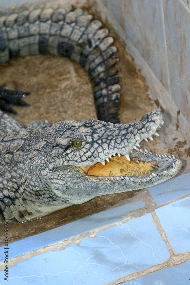 Fototapeta premium crocodile du Nil