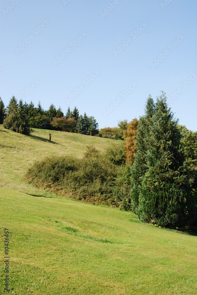 colline d'herbes et arbre