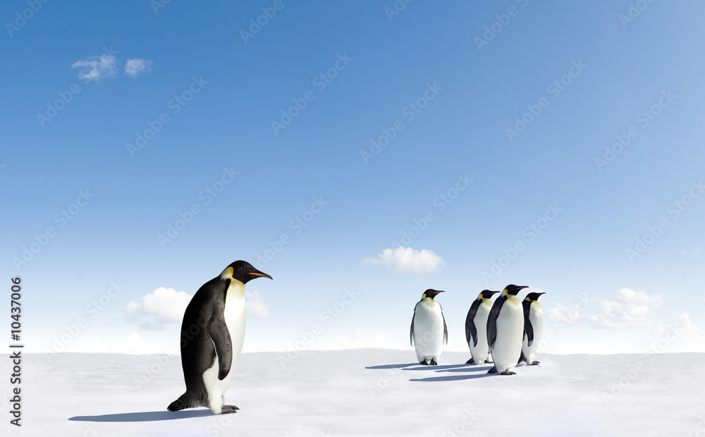 Obraz premium Pięć pingwinów cesarskich na Antarktydzie