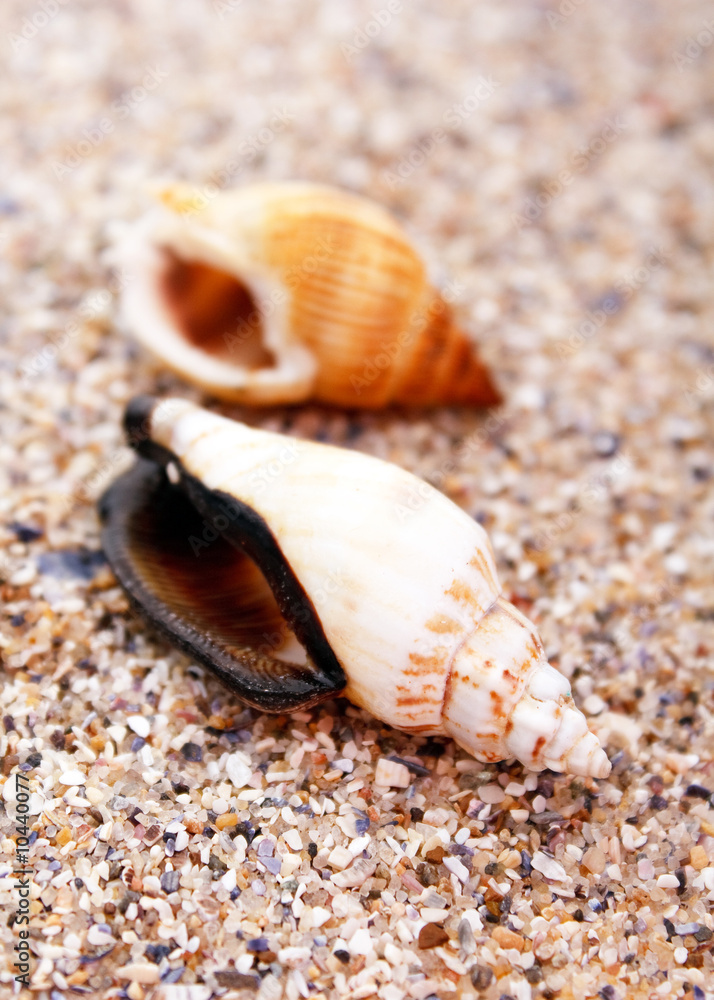 sea shell sea shell