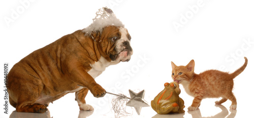 Bild auf Leinwand bulldog fairy godmother granting wish to kitten kissing toad