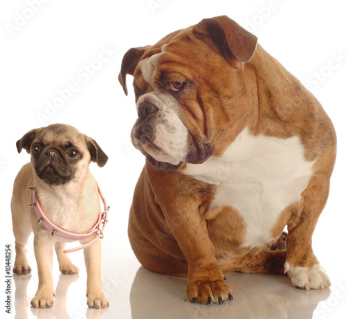 bulldog annoyed with pug puppy -  concept growth