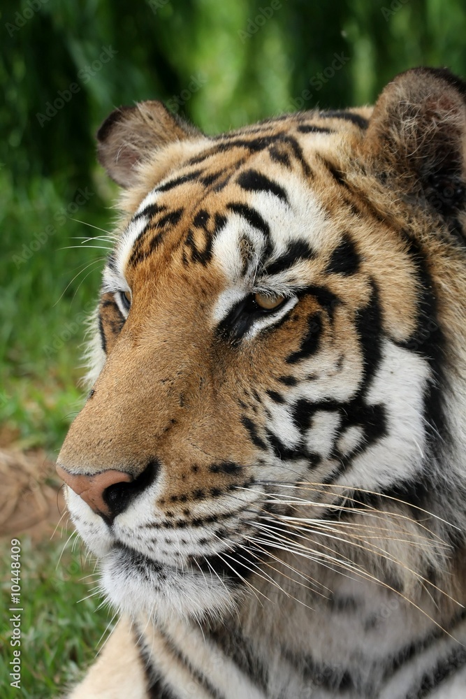 Magnificent tiger with long whiskers and stripes Magnificent tiger with long whiskers and stripes