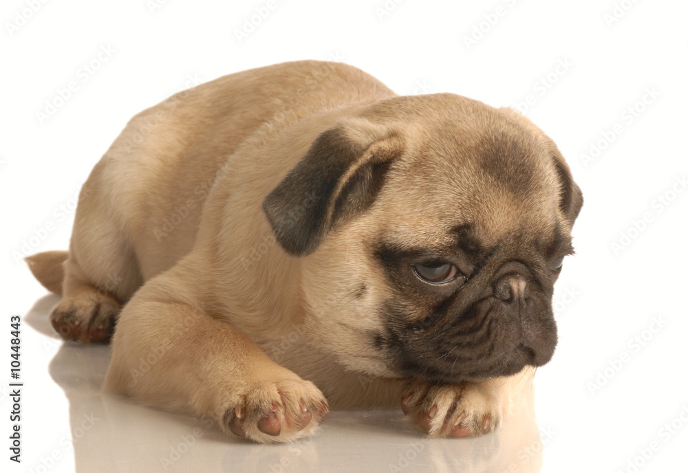 Obraz premium pug puppy lying down isolated on white background..