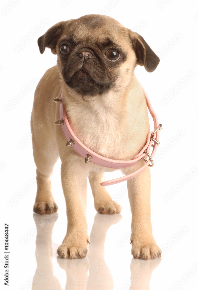 Obraz premium fawn pug puppy with pink collar that is too big