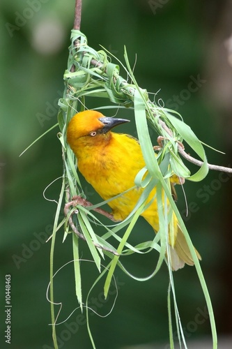 Cape weaver bird busy building it's woven nest
