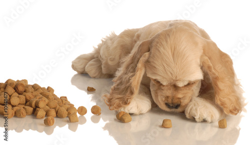 Fotografi american cocker spaniel puppy eating dog food