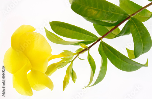 Branche d'allamanda jaune avec fleur