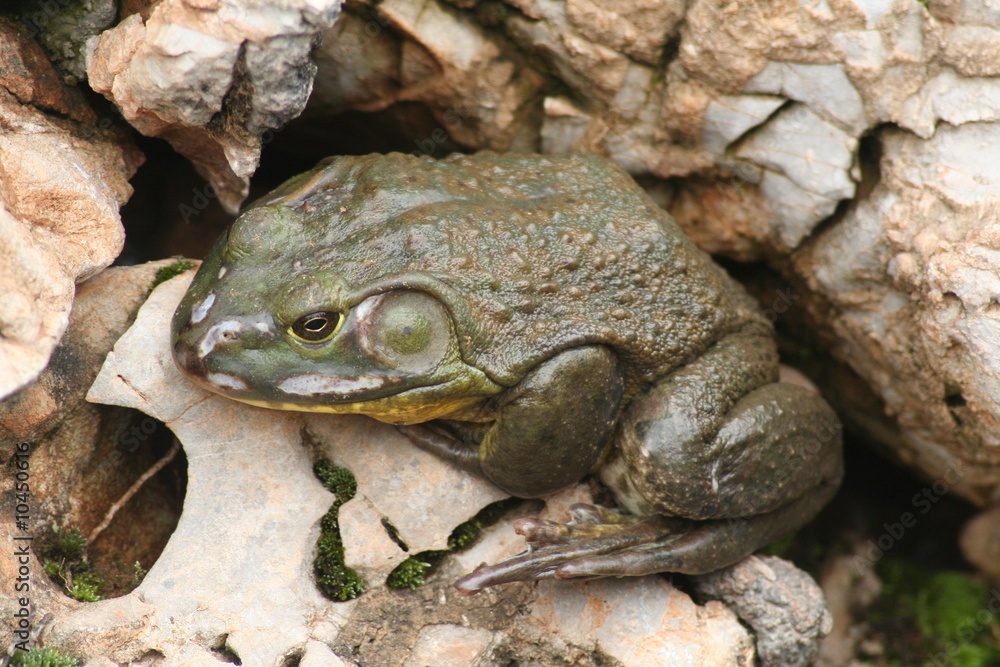 Fototapeta premium frog in China