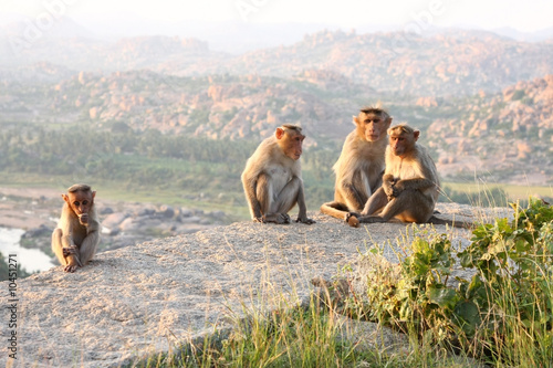 Monkey family gathered on a rock near temple, hampi, india