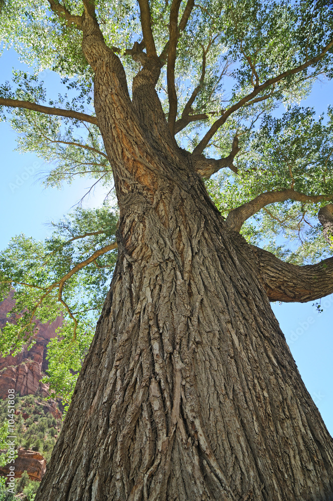 Naklejka premium Tree in Zion NP, Utah