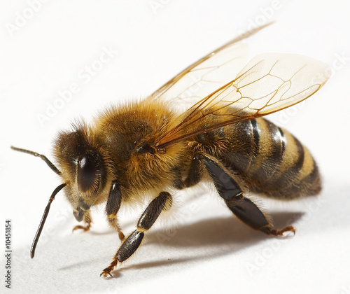 One bee isolated on white