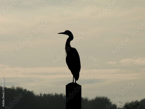 Heron in silhouette in the sunset