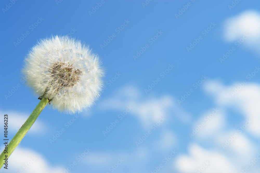 blowball dandelion clock at springtime.....