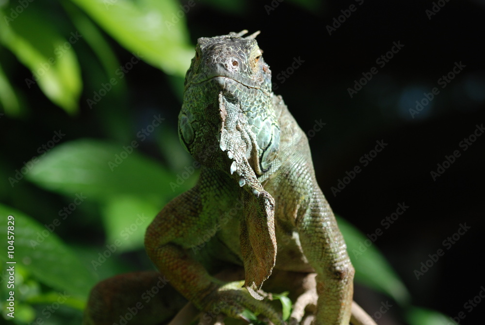 Fototapeta premium iguane